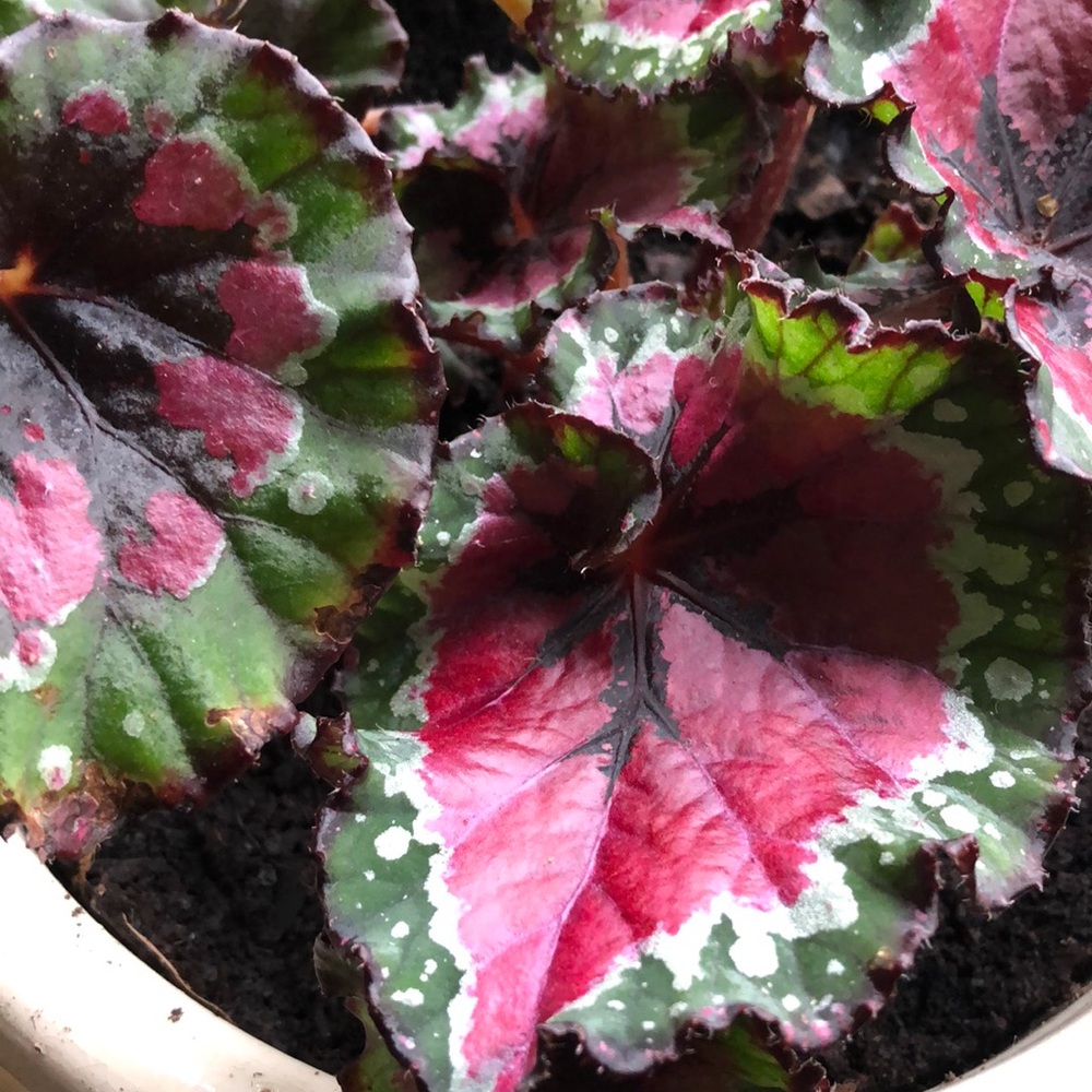 Meet your Posher, Theresa